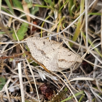Taxeotis stereospila (Oval-spot Taxeotis (Oenochrominae) at Captains Flat, NSW - 5 Nov 2023 by Csteele4
