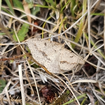 Taxeotis stereospila (Taxeotis stereospila) at Captains Flat, NSW - 5 Nov 2023 by Csteele4