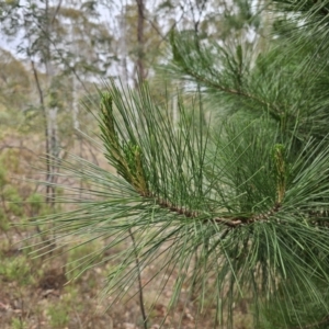 Pinus radiata at Captains Flat, NSW - 5 Nov 2023