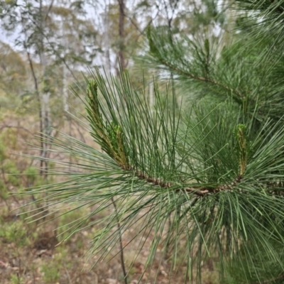 Pinus radiata (Monterey or Radiata Pine) at Captains Flat, NSW - 5 Nov 2023 by Csteele4