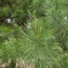 Pinus radiata at Captains Flat, NSW - 5 Nov 2023