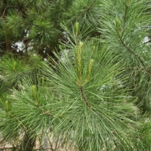 Pinus radiata at Captains Flat, NSW - 5 Nov 2023 01:11 PM