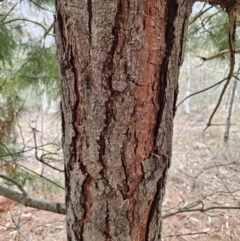 Pinus radiata at Captains Flat, NSW - 5 Nov 2023 01:11 PM