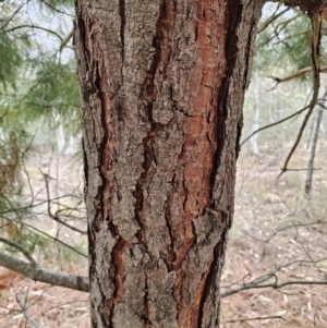 Pinus radiata at Captains Flat, NSW - 5 Nov 2023