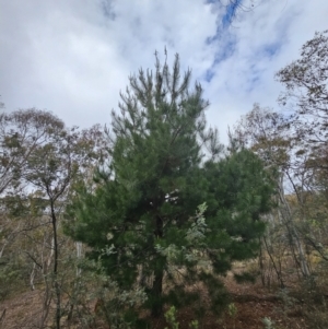 Pinus radiata at Captains Flat, NSW - 5 Nov 2023