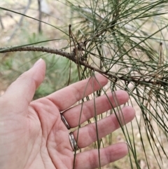 Pinus radiata at Captains Flat, NSW - 5 Nov 2023 01:11 PM