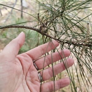 Pinus radiata at Captains Flat, NSW - 5 Nov 2023