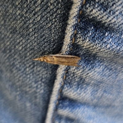 Etiella behrii (Lucerne Seed Web Moth) at Captains Flat, NSW - 5 Nov 2023 by Csteele4