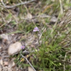 Vittadinia muelleri (Narrow-leafed New Holland Daisy) at QPRC LGA - 5 Nov 2023 by Csteele4