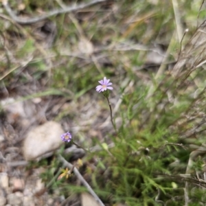 Vittadinia muelleri at Captains Flat, NSW - 5 Nov 2023