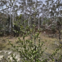 Bursaria spinosa subsp. lasiophylla (Australian Blackthorn) at QPRC LGA - 5 Nov 2023 by Csteele4