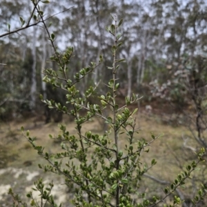 Bursaria spinosa subsp. lasiophylla at Captains Flat, NSW - 5 Nov 2023