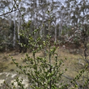 Bursaria spinosa subsp. lasiophylla at Captains Flat, NSW - 5 Nov 2023 01:03 PM