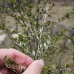 Bursaria spinosa subsp. lasiophylla at Captains Flat, NSW - 5 Nov 2023 01:03 PM