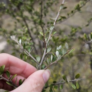 Bursaria spinosa subsp. lasiophylla at Captains Flat, NSW - 5 Nov 2023 01:03 PM