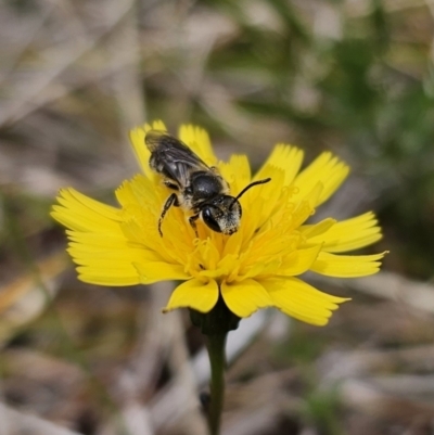 Lasioglossum (Chilalictus) lanarium (Halictid bee) at QPRC LGA - 5 Nov 2023 by Csteele4