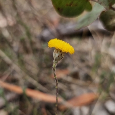 Leptorhynchos squamatus (Scaly Buttons) at QPRC LGA - 5 Nov 2023 by Csteele4