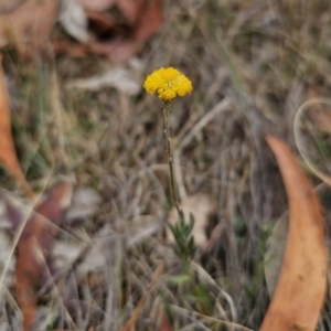 Leptorhynchos squamatus at Captains Flat, NSW - 5 Nov 2023