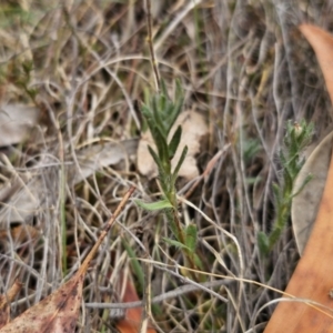 Leptorhynchos squamatus at Captains Flat, NSW - 5 Nov 2023