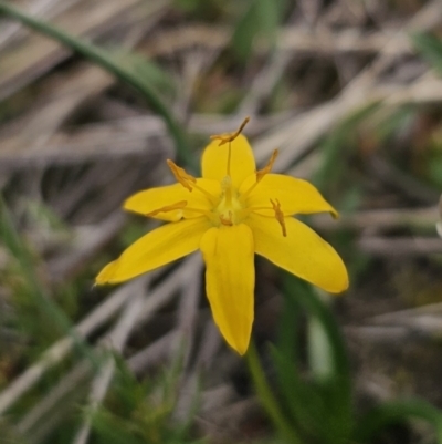 Hypoxis hygrometrica var. hygrometrica (Golden Weather-grass) at QPRC LGA - 5 Nov 2023 by Csteele4