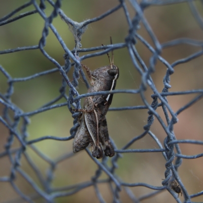 Phaulacridium vittatum (Wingless Grasshopper) at Higgins, ACT - 4 Nov 2023 by MichaelWenke