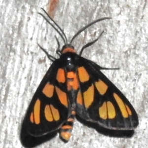 Amata (genus) at Canberra Central, ACT - 3 Nov 2023