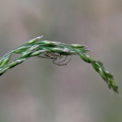 Plebs bradleyi (Enamelled spider) at Higgins Woodland - 4 Nov 2023 by Trevor