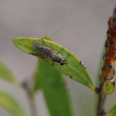 Therevidae (family) (Unidentified stiletto fly) at Higgins, ACT - 4 Nov 2023 by MichaelWenke