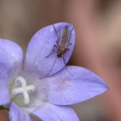 Chironomidae (family) at Higgins Woodland - 4 Nov 2023 05:34 PM