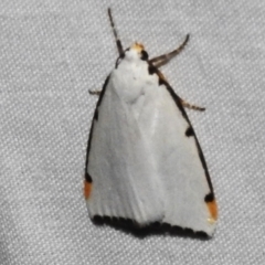 Termessa nivosa (Snowy Footman) at ANBG - 3 Nov 2023 by JohnBundock