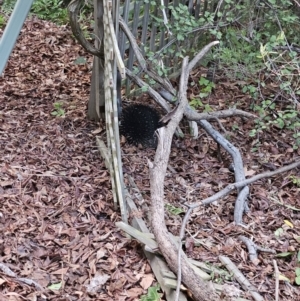 Tachyglossus aculeatus at Cook, ACT - 3 Nov 2023