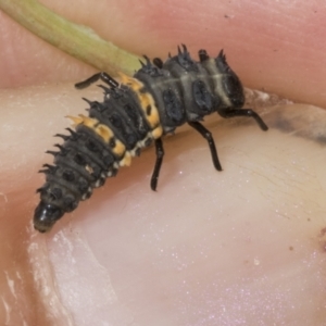 Harmonia conformis at Kaleen, ACT - 30 Oct 2023