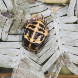 Harmonia conformis at Kaleen, ACT - 30 Oct 2023 11:36 AM