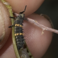 Harmonia conformis at Kaleen, ACT - 30 Oct 2023