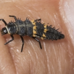 Harmonia conformis at Kaleen, ACT - 30 Oct 2023