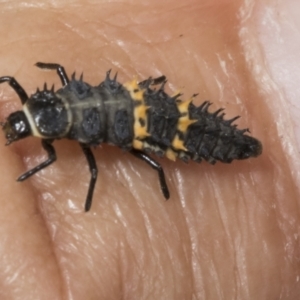 Harmonia conformis at Kaleen, ACT - 30 Oct 2023 11:36 AM