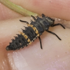 Harmonia conformis at Kaleen, ACT - 30 Oct 2023