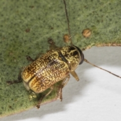 Aporocera (Aporocera) erosa (A leaf beetle) at Hawker, ACT - 4 Nov 2023 by AlisonMilton