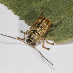 Aporocera (Aporocera) erosa at Hawker, ACT - 4 Nov 2023