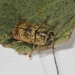 Aporocera (Aporocera) erosa at Hawker, ACT - 4 Nov 2023 04:00 PM