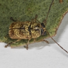 Aporocera (Aporocera) erosa at Hawker, ACT - 4 Nov 2023 04:00 PM