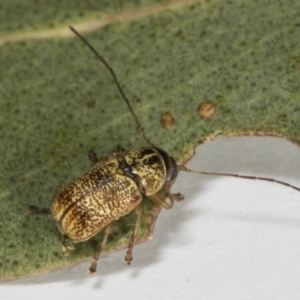 Aporocera (Aporocera) erosa at Hawker, ACT - 4 Nov 2023 04:00 PM