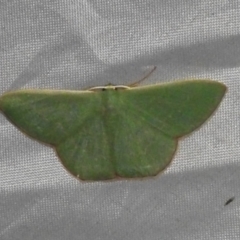 Prasinocyma semicrocea (Common Gum Emerald moth) at Canberra Central, ACT - 3 Nov 2023 by JohnBundock
