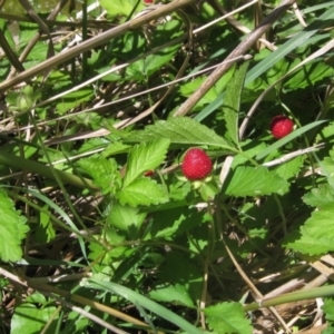 Potentilla indica at Latham, ACT - 29 Oct 2023