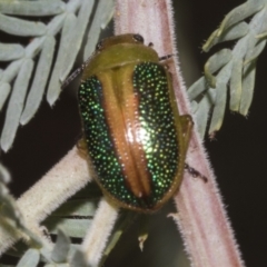 Calomela parilis (Leaf beetle) at Belconnen, ACT - 30 Oct 2023 by AlisonMilton