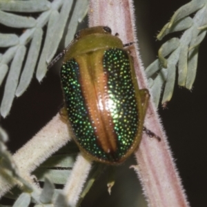 Calomela parilis at Belconnen, ACT - 30 Oct 2023 11:52 AM