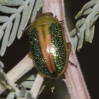 Calomela parilis (Leaf beetle) at Belconnen, ACT - 30 Oct 2023 by AlisonMilton