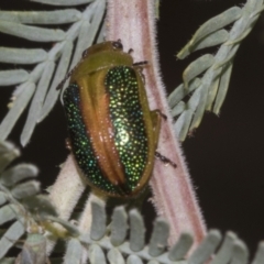 Calomela parilis at Belconnen, ACT - 30 Oct 2023 11:52 AM