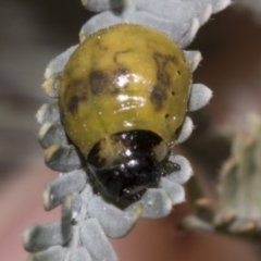 Calomela parilis at Belconnen, ACT - 30 Oct 2023 11:52 AM