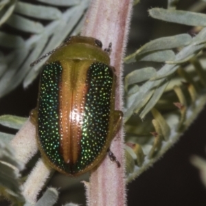 Calomela parilis at Belconnen, ACT - 30 Oct 2023 11:52 AM